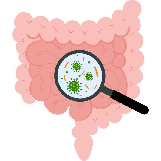 flora intestinal